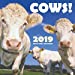 Imagen del vendedor de Cows! 2019 Mini Wall Calendar [Soft Cover ] a la venta por booksXpress