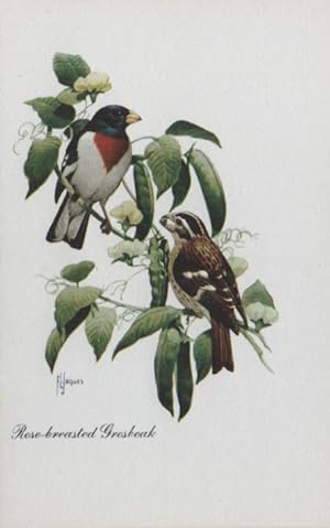 Seller image for bird postcard: Rose-Breasted Grosbeak for sale by Mobyville