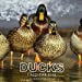 Seller image for Ducks Calendar 2018: 16 Month Calendar [Soft Cover ] for sale by booksXpress