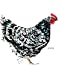 Image du vendeur pour Journal: Java Hen (Chicken Collection) [Soft Cover ] mis en vente par booksXpress