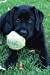 Bild des Verkufers fr Black Lab Puppy Planner: Dog Wisdom Quotes (2019 Play Ball Calendar Notebook 6x9) [Soft Cover ] zum Verkauf von booksXpress