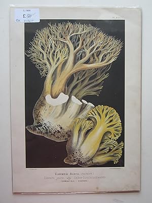 Clavaria Aurea.  Golden Coral Mushroom.