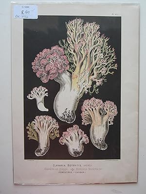 Image du vendeur pour Clavaria Botrytis.- Clustered Coral Fungus. mis en vente par Angelika C. J. Friebe Ltd. - MapWoman