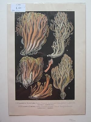 Image du vendeur pour Clavaria Dichtoma.- Slender Coral Fungus. mis en vente par Angelika C. J. Friebe Ltd. - MapWoman