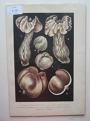 Image du vendeur pour Helvella Crispa.   White Saddle Fungus. mis en vente par Angelika C. J. Friebe Ltd. - MapWoman