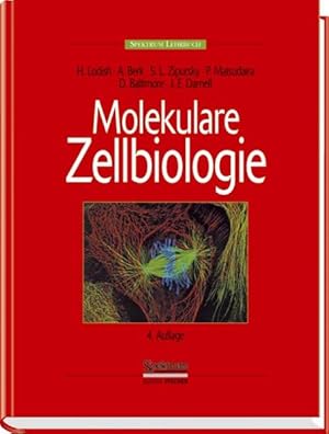 Seller image for Molekulare Zellbiologie. Aus dem Engl. bers. von Christina Lange . Spektrum-Lehrbuch. for sale by Antiquariat Thomas Haker GmbH & Co. KG