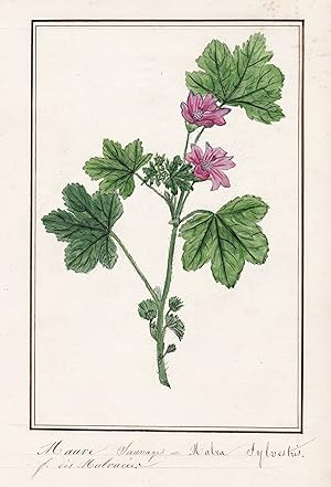 "Mauve sauvage / Malva sylvestris" - Wilde Malve / Botanik botany / Blume flower / Pflanze plant