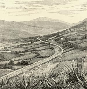 The Maguey Plantations in the San Francisquito District near Mexico City,Antique Historical Print