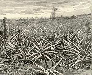 Plantation of Pineapples in Cuba,Antique Historical Print