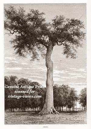 Ceiba Tree in Honduras,Antique Historical Natural History Print
