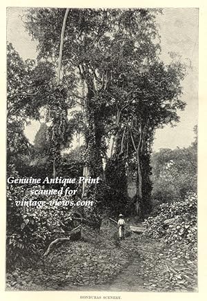 Honduras Forest Scenery,Antique Historical Print