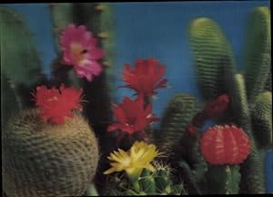 Bild des Verkufers fr 3 D Ansichtskarte / Postkarte Cactus, Kakteen, Blten zum Verkauf von akpool GmbH