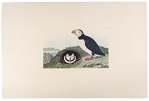 Puffin. From "The Birds of America" (Amsterdam Edition)