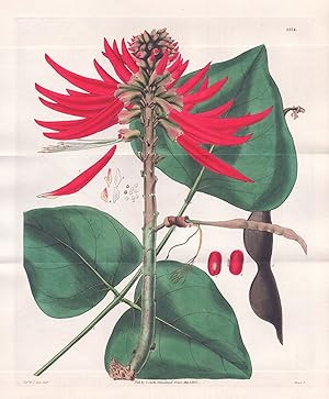 "Erythrina Poianthes. Neked-Flowering Coral-Tree. Tab. 3234" - Asia Asien / Pflanze Planzen plant...