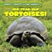 Seller image for 100-Year-Old Tortoises (World's Longest-Living Animals) [Soft Cover ] for sale by booksXpress