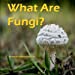 Bild des Verkufers fr What Are Fungi? [Soft Cover ] zum Verkauf von booksXpress