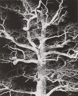Tree [PHOTOGRAPHY] / Heinrich Heidersberger