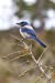 Seller image for Florida Scrub Jay Bird Journal: 150 page lined notebook/diary [Soft Cover ] for sale by booksXpress