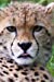 Immagine del venditore per Cheetah Cub Journal: 150 page lined notebook/diary [Soft Cover ] venduto da booksXpress