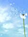 Image du vendeur pour Notebook: 8.5 X 11 202 Lined Pages Dandelion Flower Seeds Blowing Wind Notebook [Soft Cover ] mis en vente par booksXpress