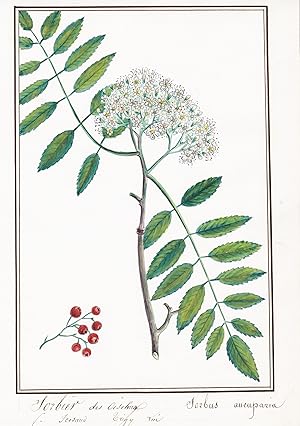 Imagen del vendedor de Sorbier des oiseleurs / Sorbus aucuparia" - Vogelbeere / Botanik botany / Blume flower / Pflanze plant a la venta por Antiquariat Steffen Vlkel GmbH