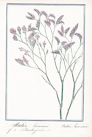 "Statice Limonium / Statice Limonium" - Geflügelter Strandflieder / Botanik botany / Blume flower...