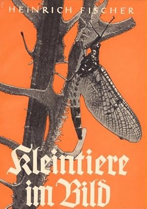 Immagine del venditore per Kleintiere im Bild venduto da BuchWeltWeit Ludwig Meier e.K.