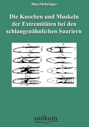 Seller image for Die Knochen und Muskeln der Extremitten bei den schlangenhnlichen Sauriern for sale by BuchWeltWeit Ludwig Meier e.K.