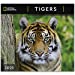 Immagine del venditore per National Geographic Tigers 2021 Wall Calendar [No Binding ] venduto da booksXpress