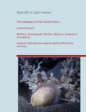 Bild des Verkufers fr The Animals Of The North Sea 3 : Invertebrates II - Mollusca, Brachiopoda, Porifera, Bryozoa, Cnidaria et Ctenophora Inclusive identification aids for shells of North Sea molluscs zum Verkauf von AHA-BUCH GmbH