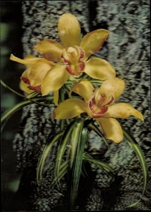 3 D Ansichtskarte / Postkarte Orchid, Orchidee, Blüten