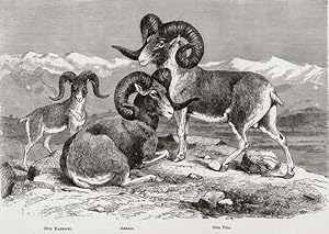 Ovis Karelini,Argall,Ovis Poll Goats in the Katun and Yulduz Highlands of Asiatic Russia,Antique ...