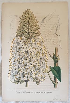 Aesculus californica Nutt ou marronnier de Californie,