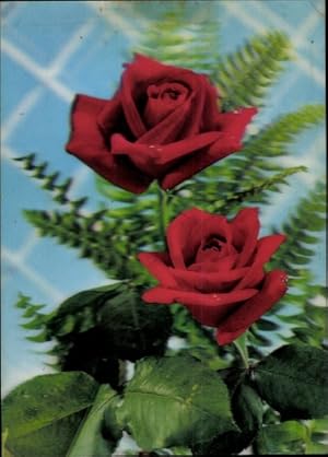 3 D Ansichtskarte / Postkarte Roses before lattice, rote Rosen