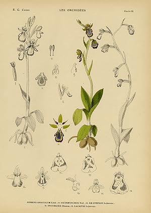 Antique Print-Natural history-botanical-orchid-Ophrys speculum.-Camus-1921