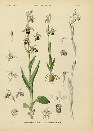 Seller image for Antique Print-Natural history-botanical-orchid-Ophrys Apifera-Camus-1921 for sale by ThePrintsCollector