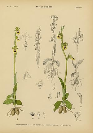 Seller image for Antique Print-Natural history-botanical-orchid-Ophrys lutea-Camus-1921 for sale by ThePrintsCollector