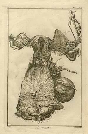 Antique Print-Natural history-anatomy-uterus-Diderot-Fambrini-1758-1771