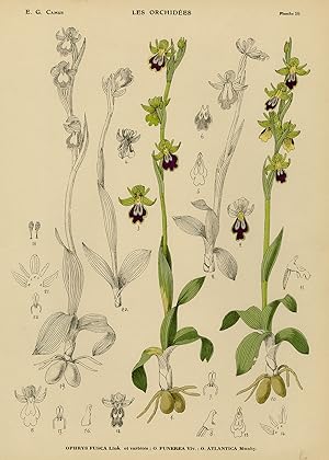 Seller image for Antique Print-Natural history-botanical-orchid-Ophrys fusca-Camus-1921 for sale by ThePrintsCollector