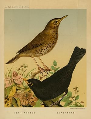 Antique Print-Natural history-birds-song thrush-blackbird-Cassell-Rutledge-1877