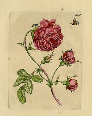 Antique Print-Natural history-View of a rose and caterpillars-Merian-1730