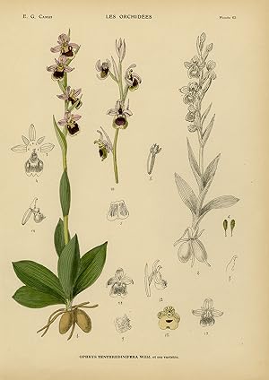 Seller image for Antique Print-Natural history-botanical-orchid-Ophrys tenthredinifera-Camus-1921 for sale by ThePrintsCollector