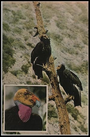 Immagine del venditore per bird postcard: California Condor venduto da Mobyville