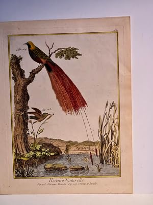 Seller image for L`Oiseau Mouche - L`oiseaux de paradis. Altkolorierter Kupferstich, Blatt 52 mit Figur 108 ( Kolibri ) und 109 ( Paradiesvogel ) auf Bttenpapier aus: *Histoire naturelle des oiseaux*, ca. um 1770. for sale by Antiquariat Friederichsen