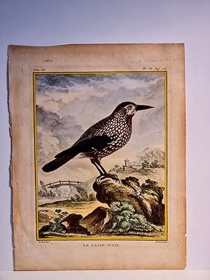 Bild des Verkufers fr Le Casse-Noix ( aus: Tomus III, Plate IX, Pag. 126 ). Altkolorierter Kupferstich auf Bttenpapier aus: *Histoire naturelle des oiseaux*, ca. um 1775. zum Verkauf von Antiquariat Friederichsen