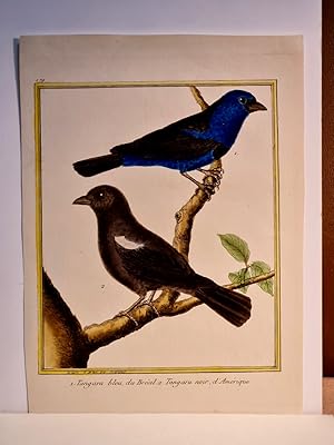 Bild des Verkufers fr Tangara bleu, du Bresil; 2. Tangara noir, d'Amerique ( Plate 179 aus: Histoire Naturelle des Oiseaux. Altkolorierter Kupferstich nach Martinet zum Verkauf von Antiquariat Friederichsen