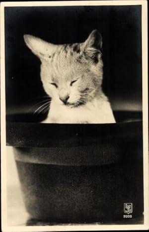 Seller image for Ansichtskarte / Postkarte Junge Katze in einem Hut for sale by akpool.de - akpool GmbH