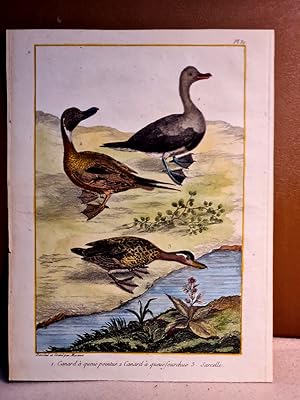 Bild des Verkufers fr Canard a queue pointue 2. Canard a queue forchue, 3. Sarcelle. Altkolorierter Kupferstich, Blatt 31 auf Bttenpapier aus: *Histoire naturelle des oiseaux*, ca. um 1770. zum Verkauf von Antiquariat Friederichsen