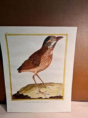 Seller image for Le Roi des Fourmilliers de Cayenne. Altkolorierter Kupferstich nach Martinet, Blatt 702 auf Bttenpapier aus: *Histoire naturelle des oiseaux*, ca. um 1770. for sale by Antiquariat Friederichsen