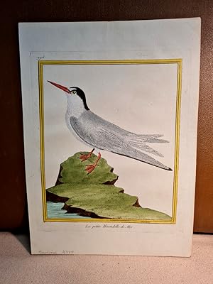 Seller image for La petite Hirondelle de Mer. Altkolorierter Kupferstich nach Martinet, Blatt 996 auf Bttenpapier aus: *Histoire naturelle des oiseaux*, ca. um 1780. for sale by Antiquariat Friederichsen